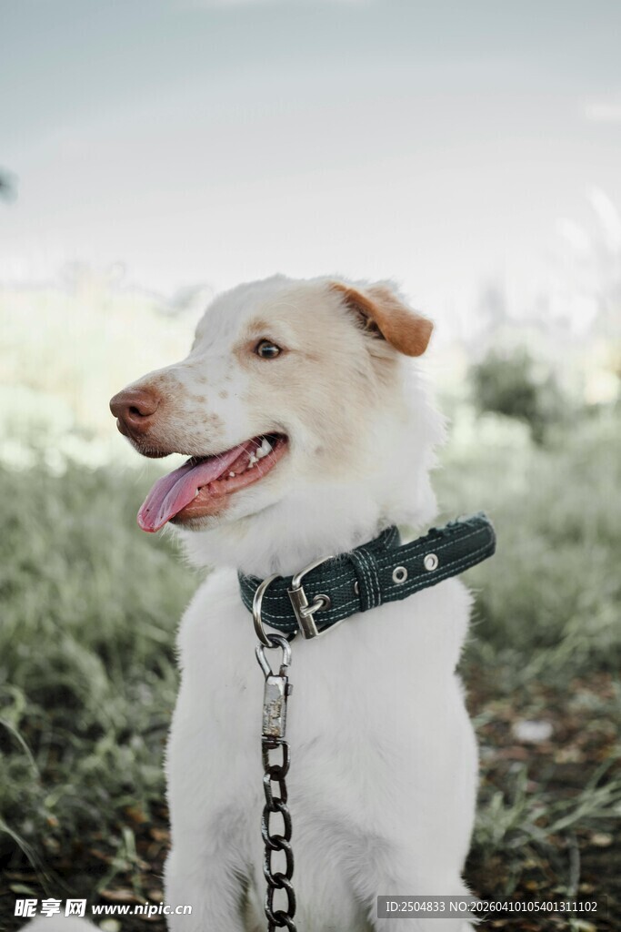 草地中的可爱项圈白狗