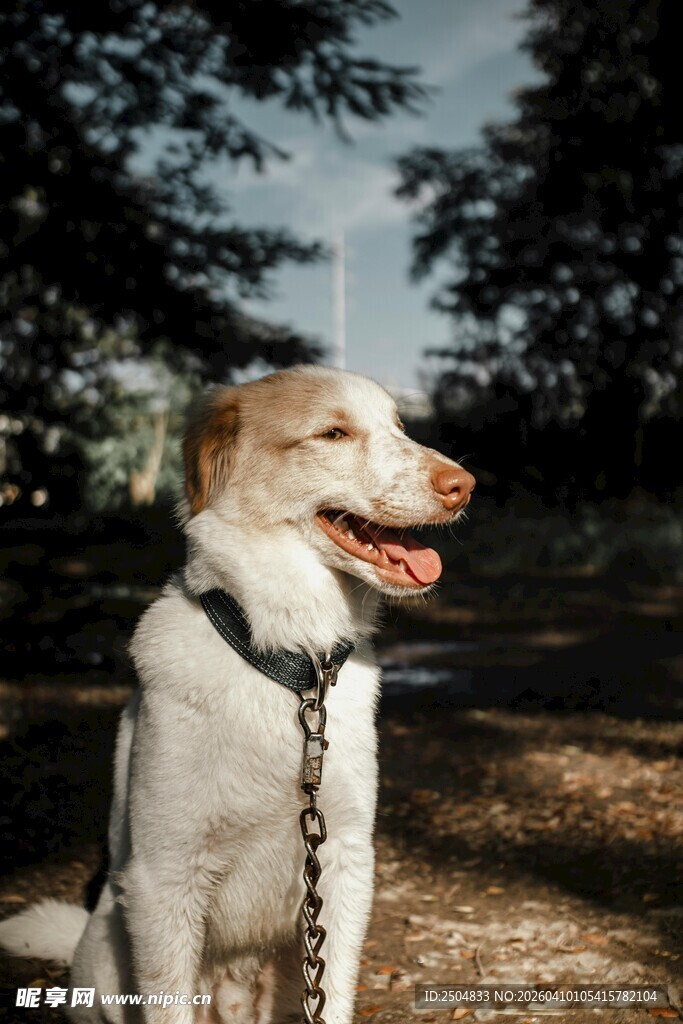 拴着链子的可爱狗狗