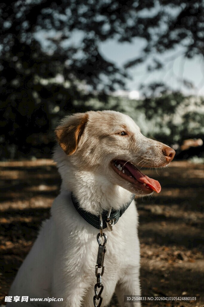 阳光下开心的宠物狗