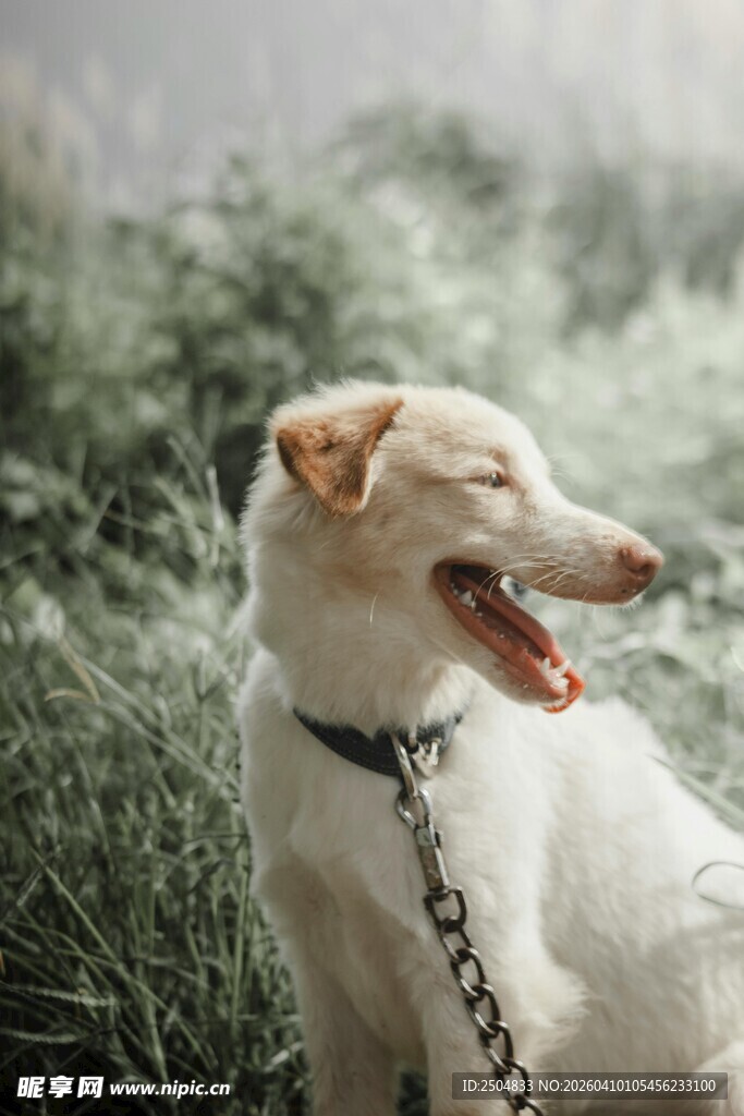 拴着的小狗在草地上