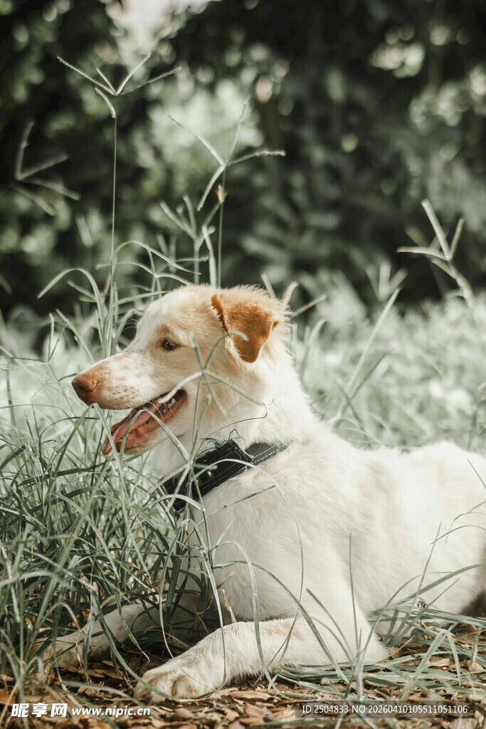 草地上休憩的可爱白狗