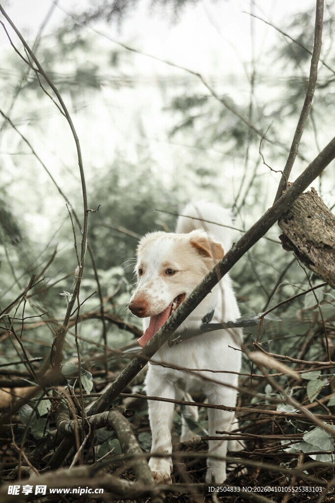 林间萌犬探索杂乱树枝间