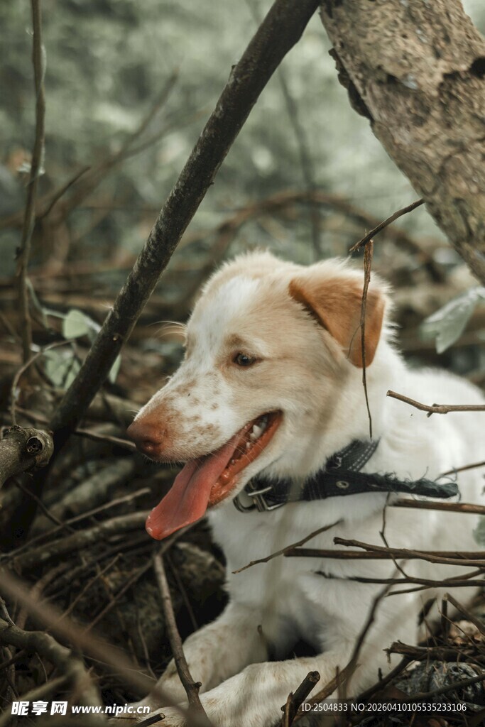 林间休憩的可爱狗狗