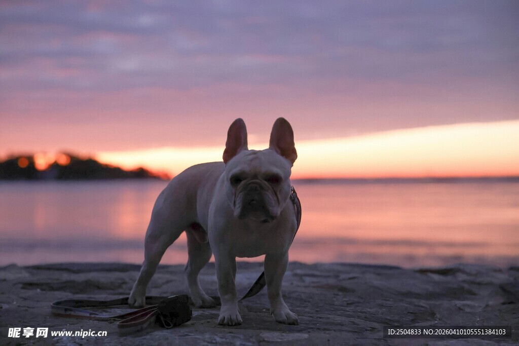 夕阳下沙滩上的可爱法斗