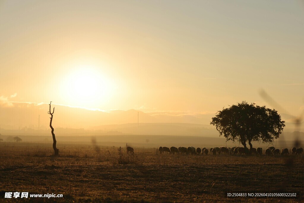 夕阳下的旷野孤树