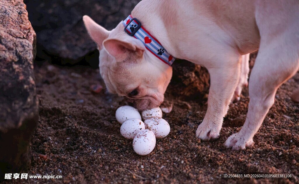 法斗嗅闻地上的网球