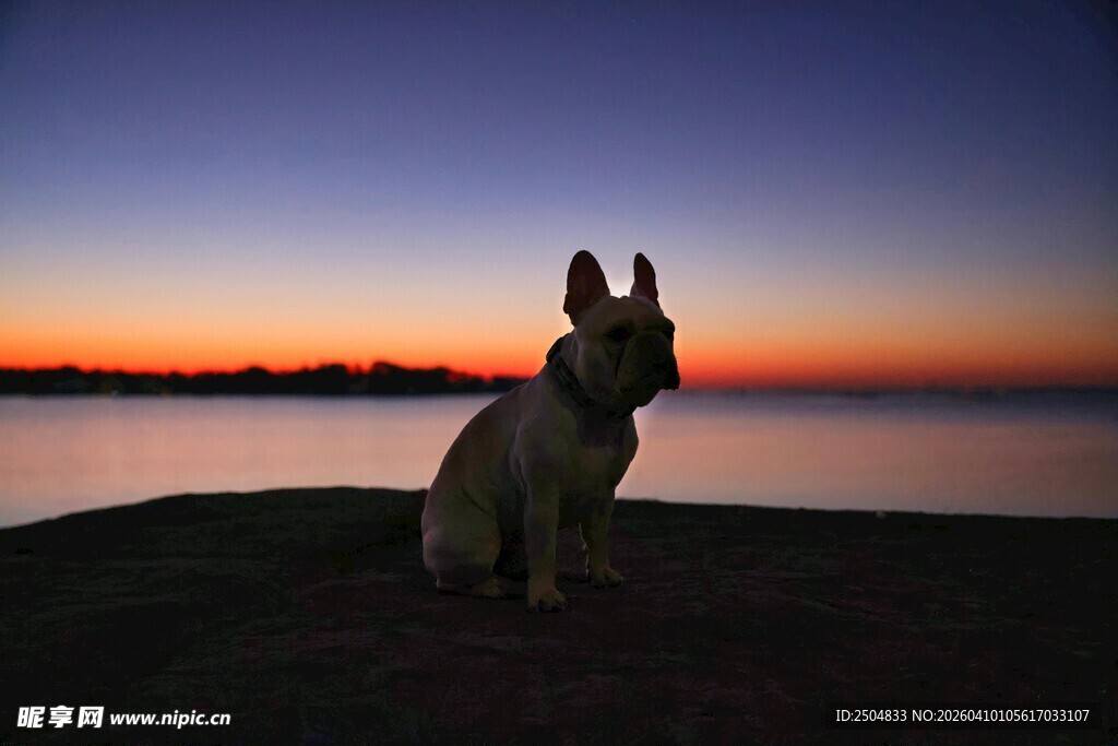 夕阳下独望的狗狗