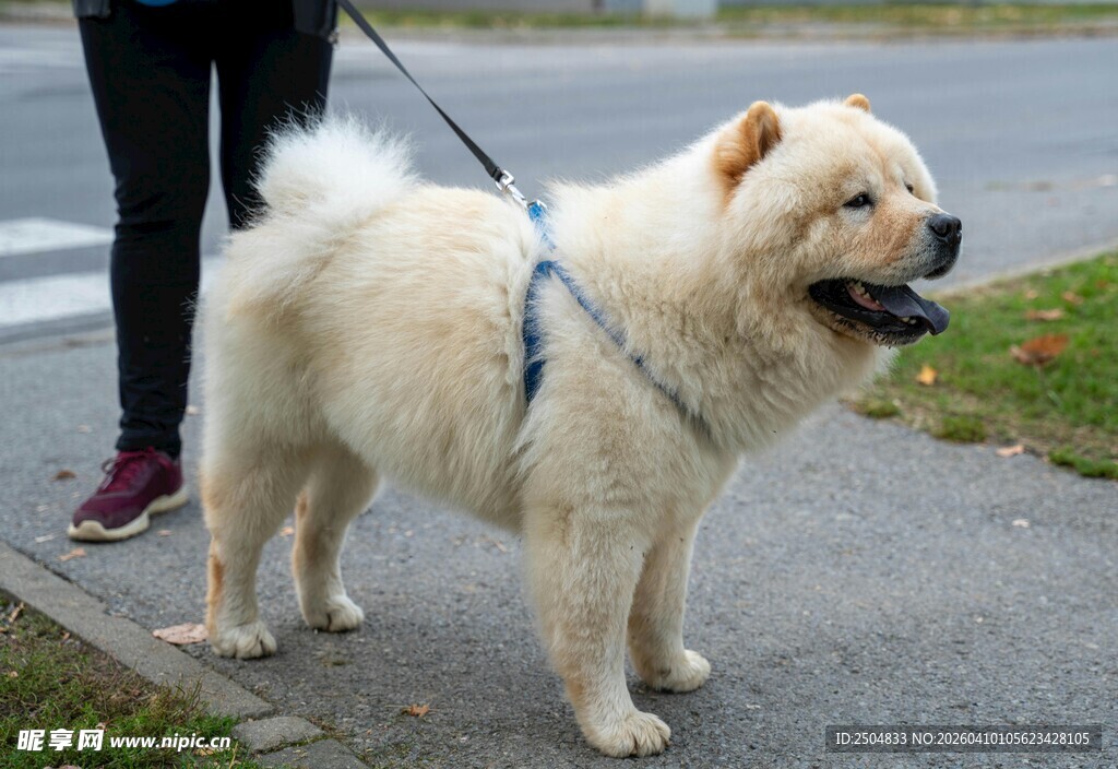 松狮犬户外被牵引散步