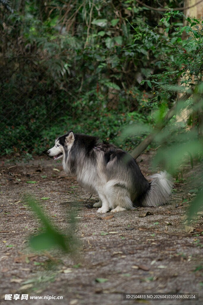 林间蹲坐的哈士奇