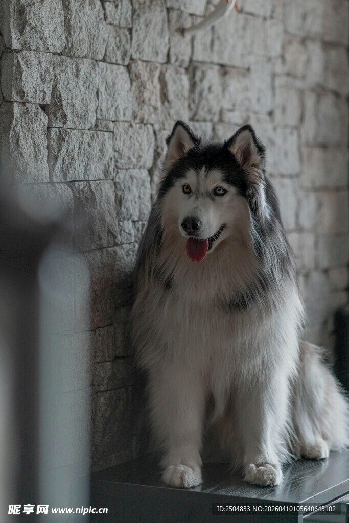 可爱阿 斯加犬靠墙而立