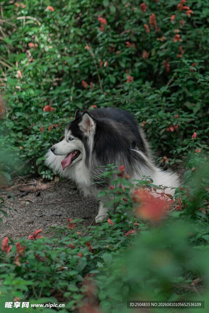 两只狗狗在绿植间玩耍
