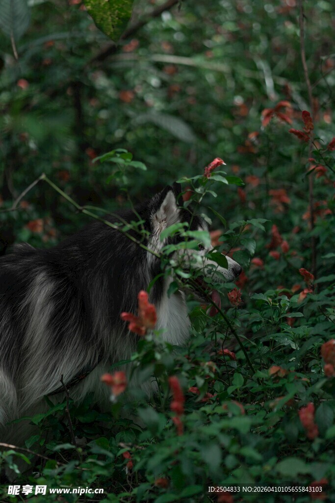 林间猫咪嗅闻红色小花