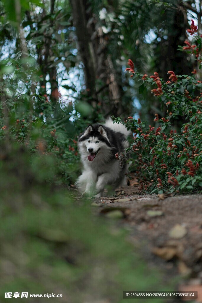 森林中的可爱浣熊