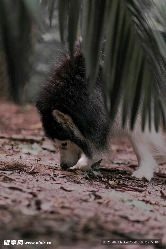 猫咪嗅探地上物体