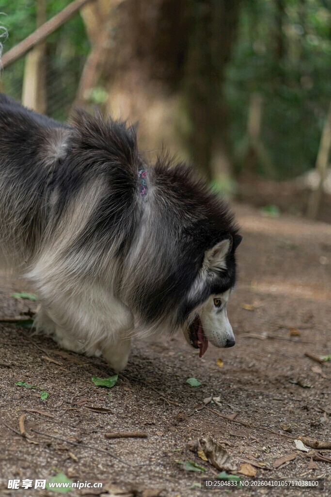 林间奔跑的长毛狗狗