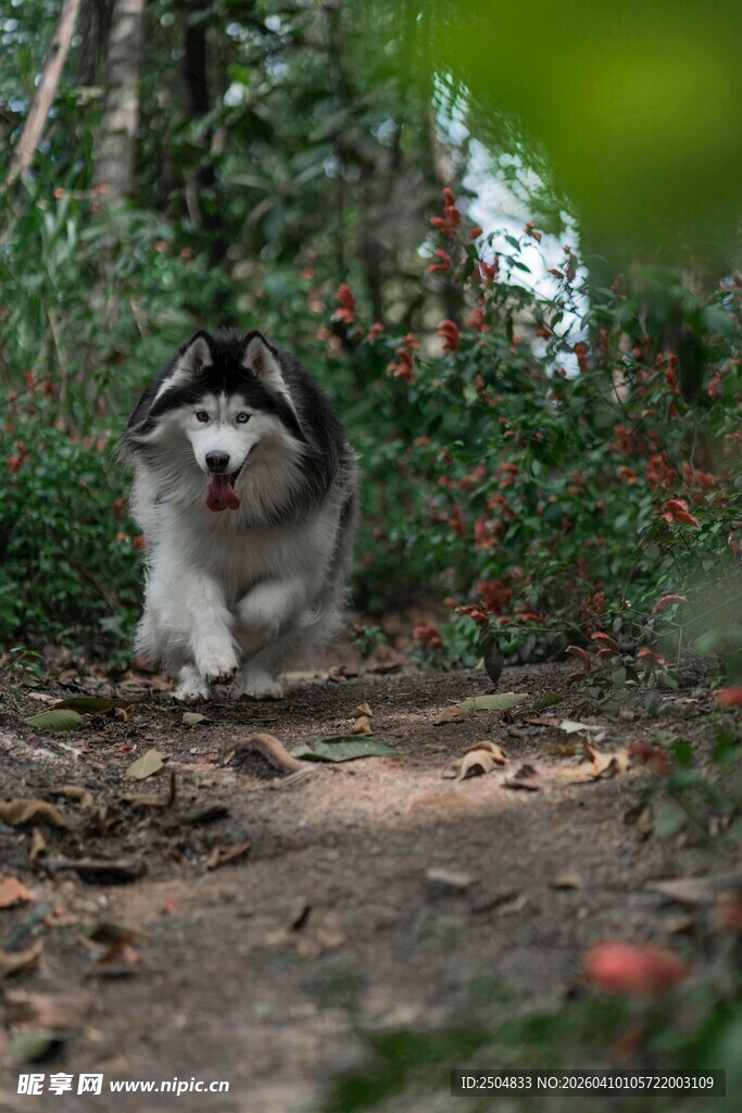林间奔跑的哈士奇