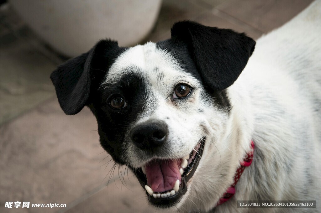 可爱黑白狗狗张嘴露笑