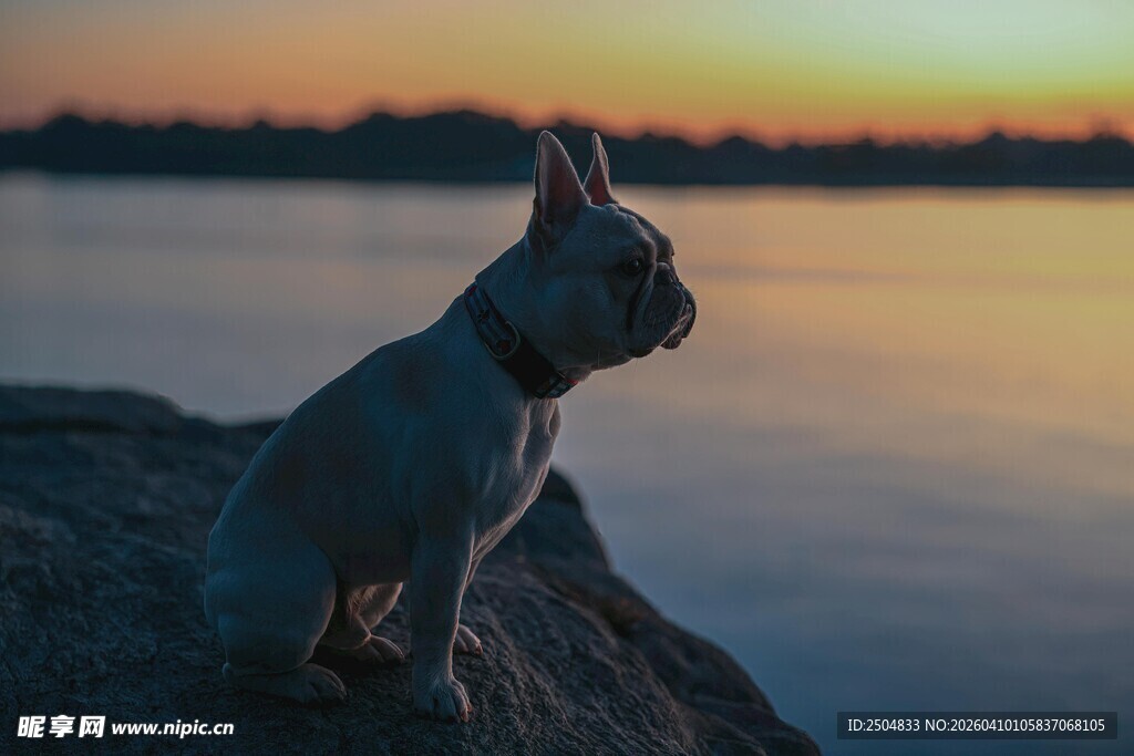 夕阳下的狗狗眺望远方