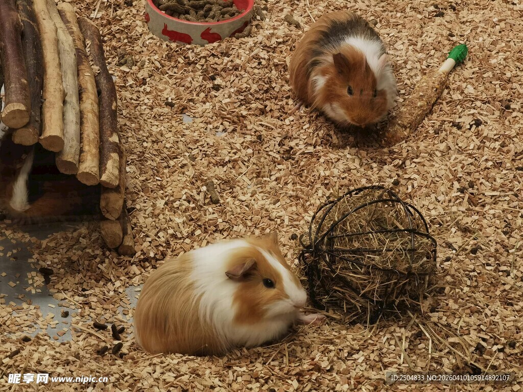 可爱豚鼠在温馨小窝内
