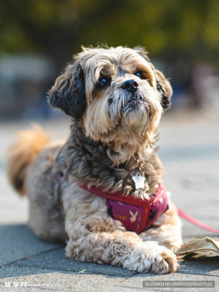 可爱长毛小狗趴地休憩