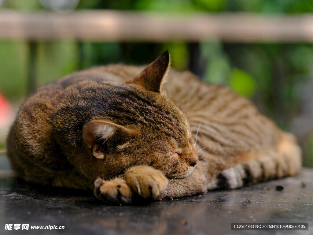 酣睡的斑纹猫咪