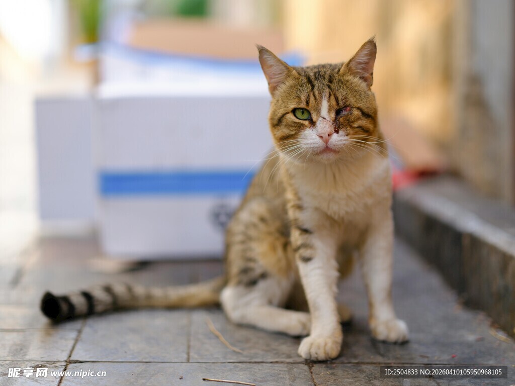 街边可爱猫咪安静坐着