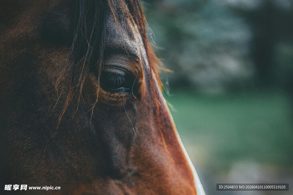 马的眼部特写