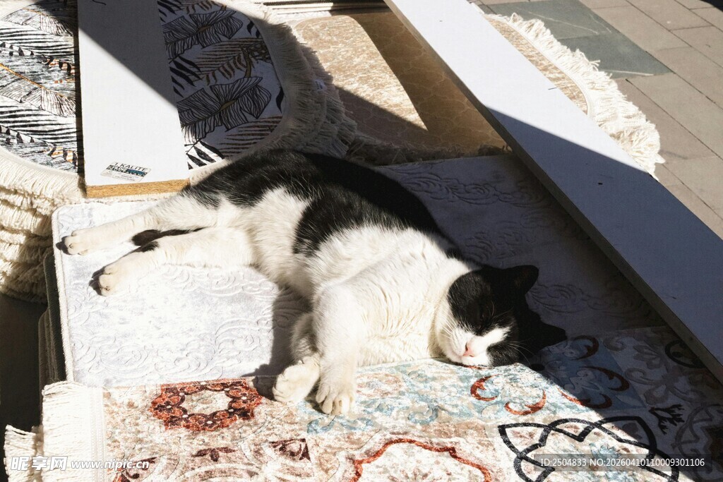 黑白猫咪惬意躺卧