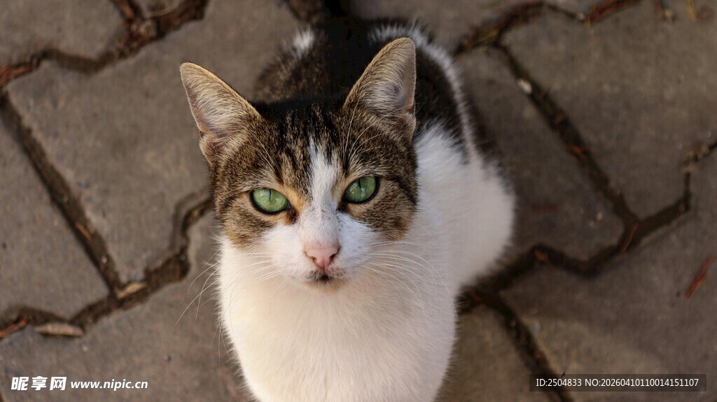 可爱花猫于砖地好奇张望