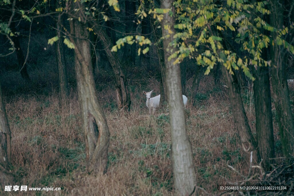 森林中的神秘白色身影