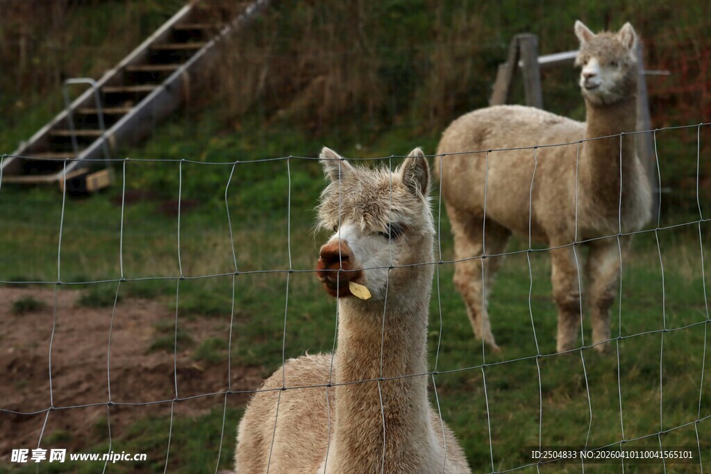 草地上的两只可爱羊驼