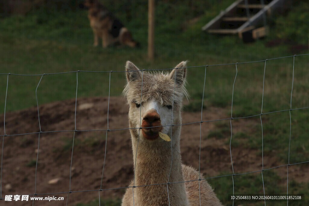 呆萌羊驼站在草地围栏边