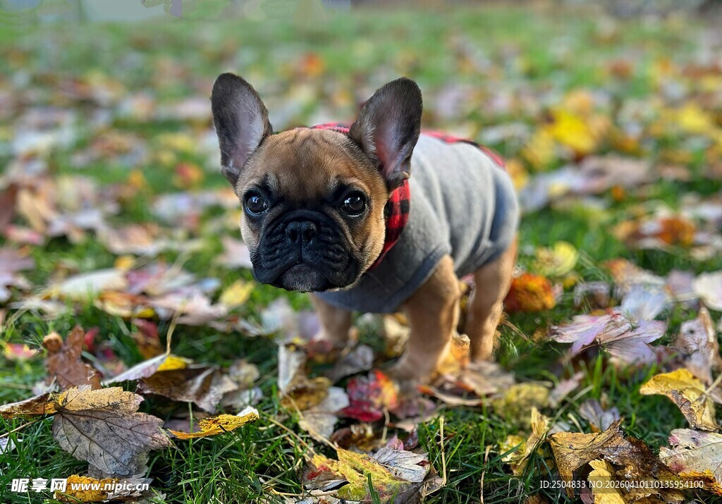 秋日草地中的可爱法斗犬