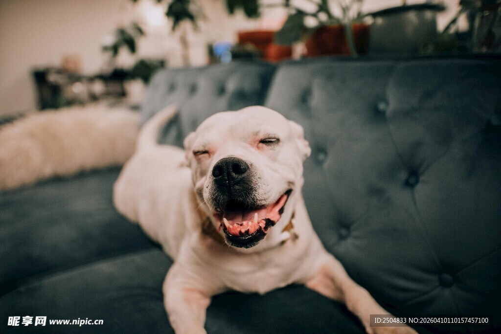 沙发上咧嘴笑的可爱狗狗