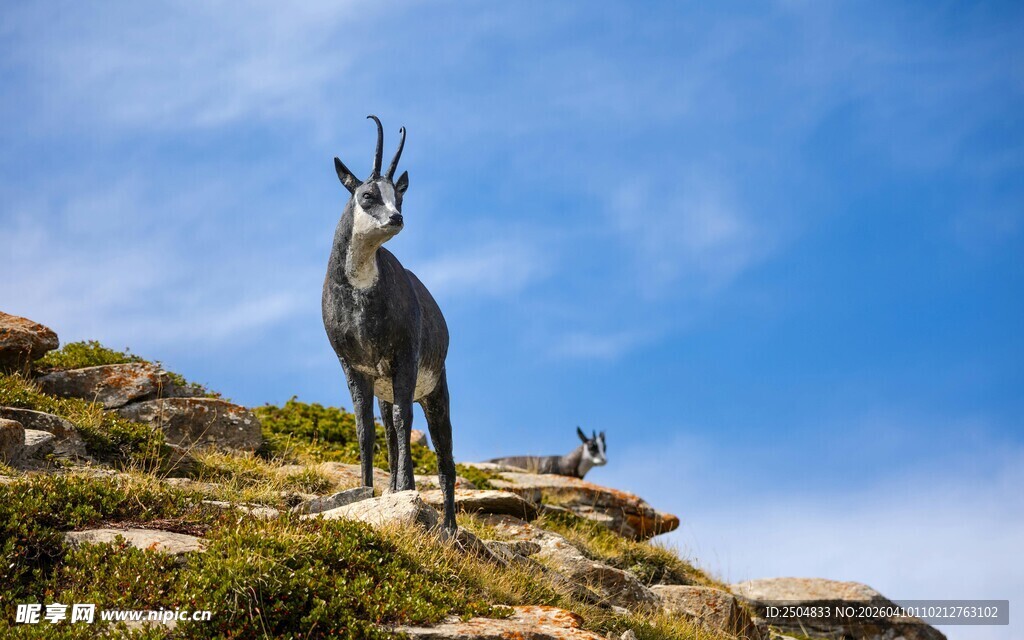 高山之巅的矫健羚羊