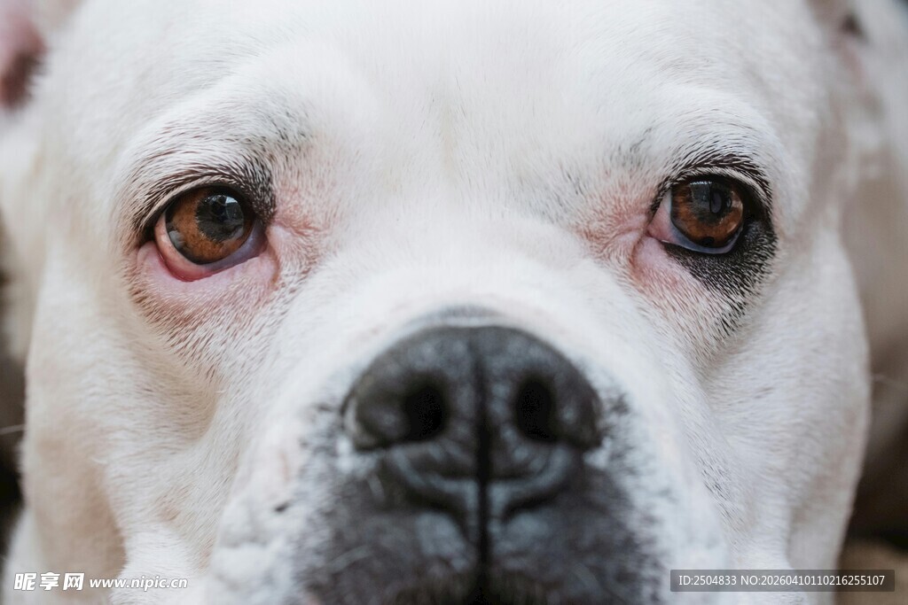 白犬特写 温柔且深情的眼神