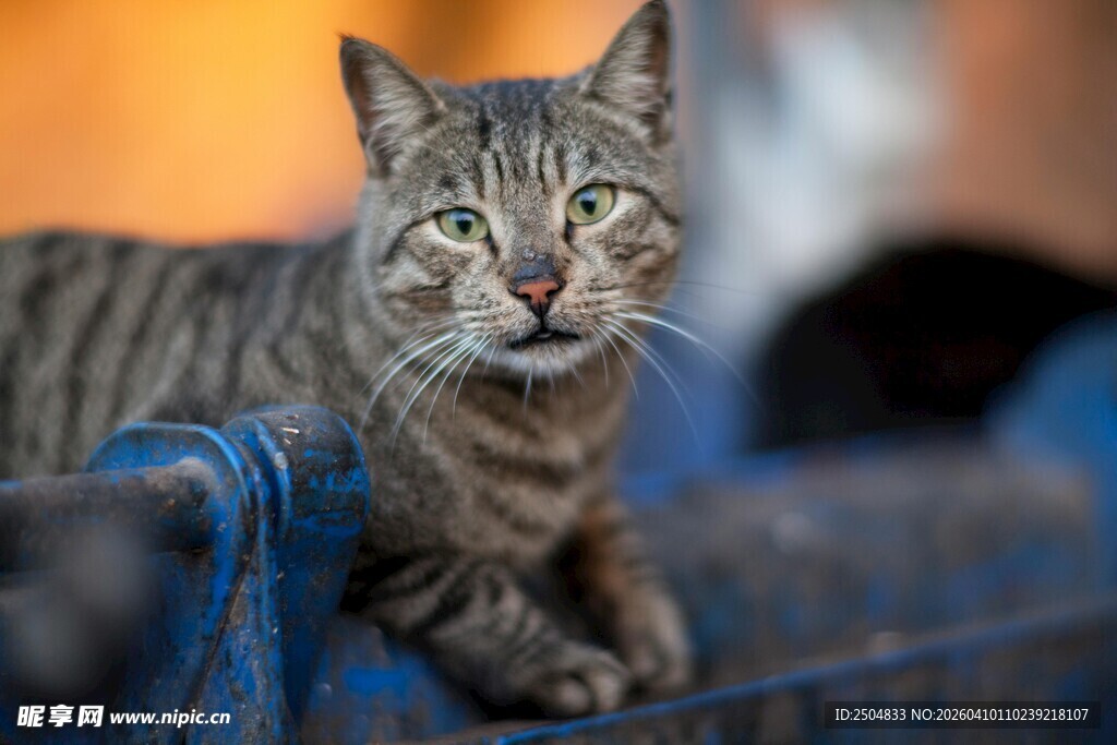 可爱猫咪趴坐蓝色物体上