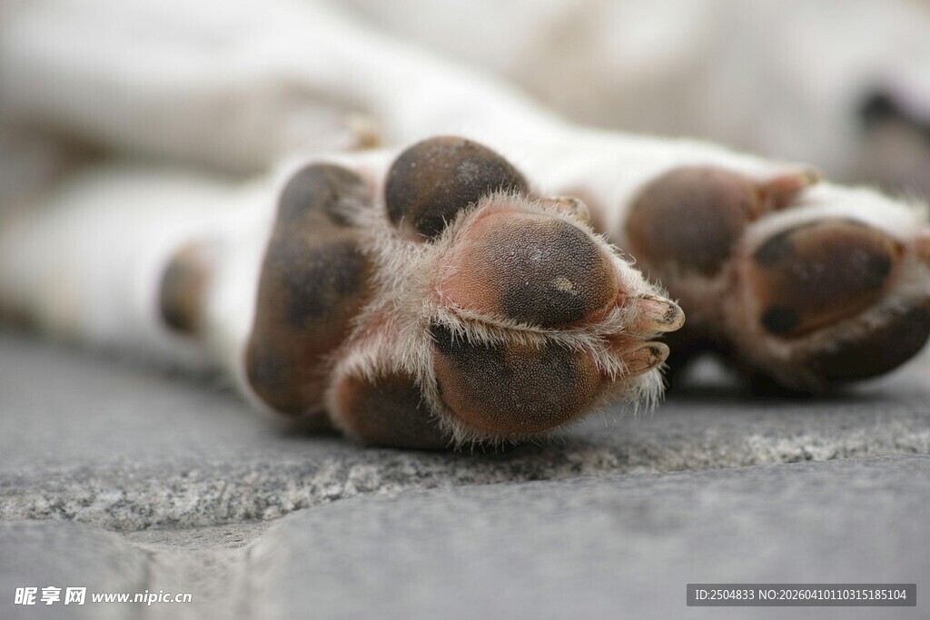 狗狗可爱的爪子特写