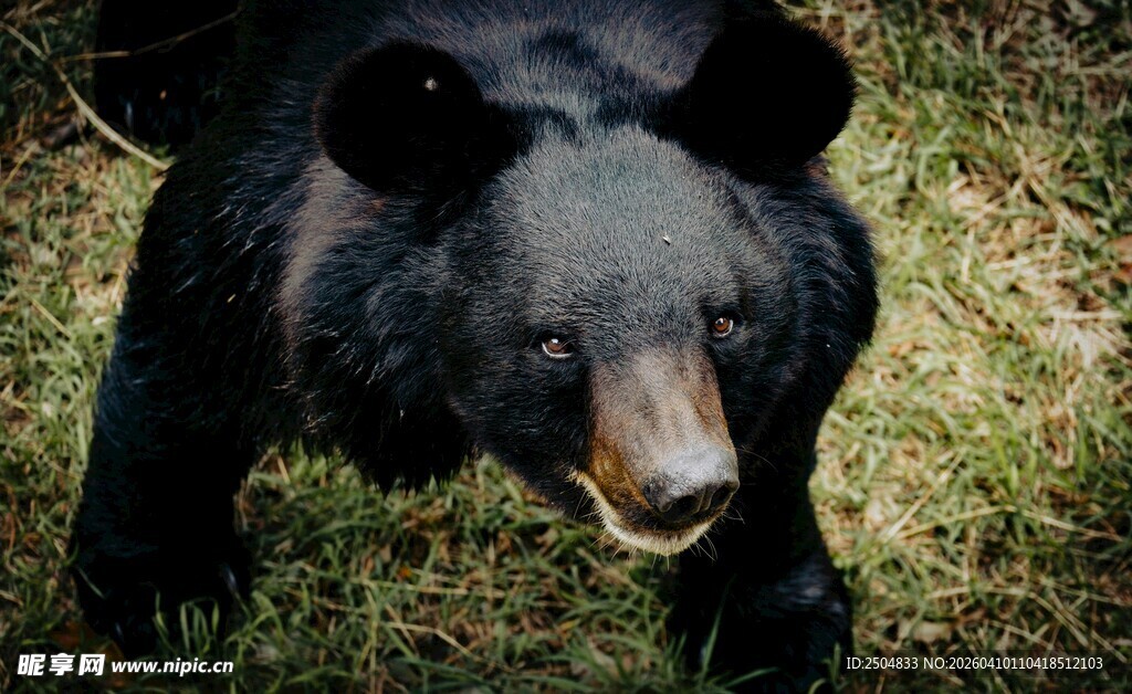 野外黑熊特写