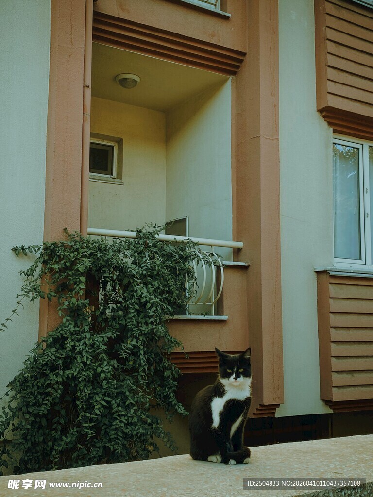 门前猫咪与绿植景象