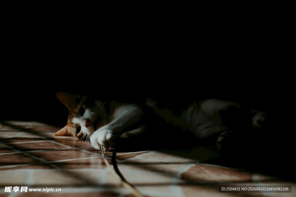 猫咪抓老鼠瞬间