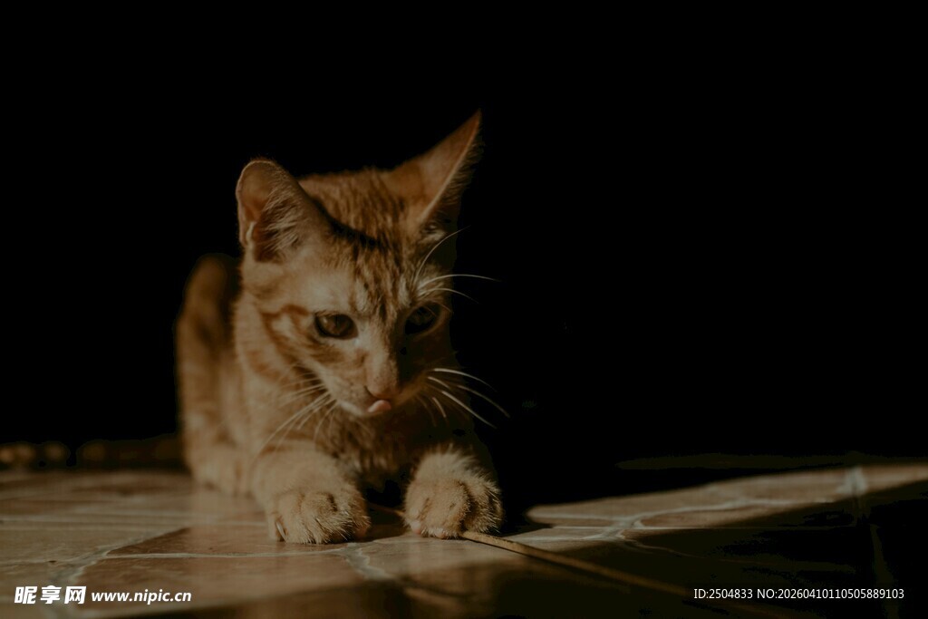 暗光下专注的小猫咪