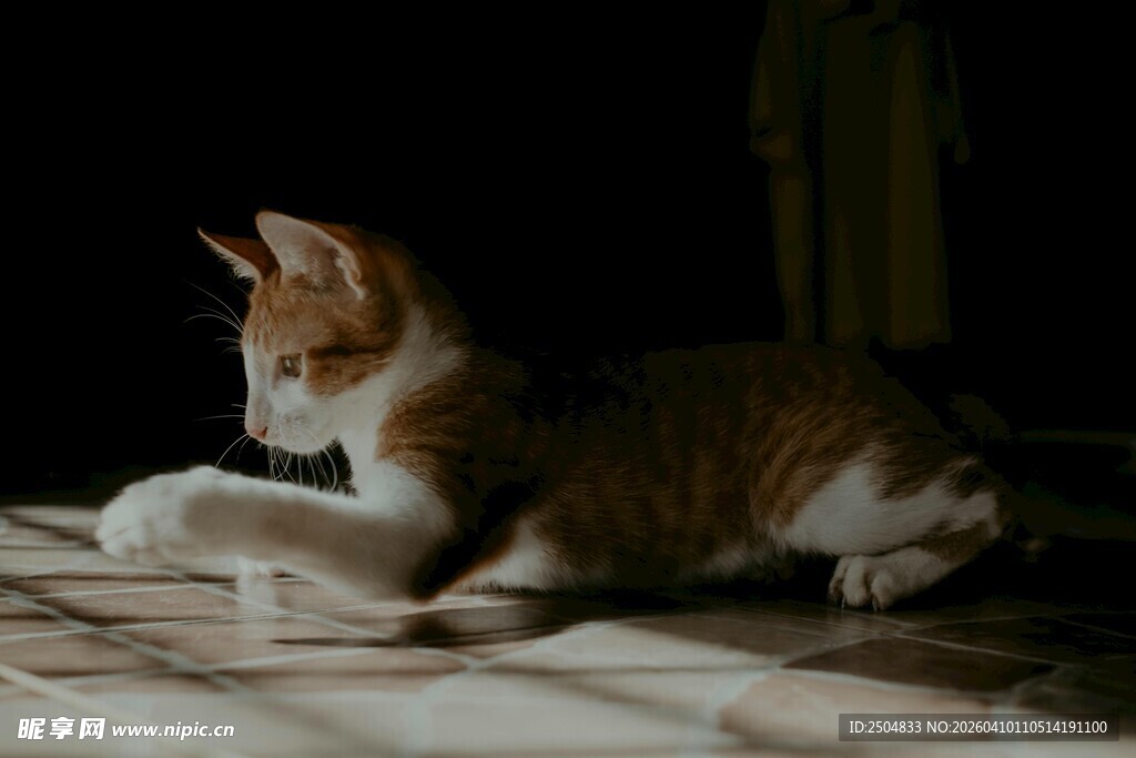 趴着的双色猫咪