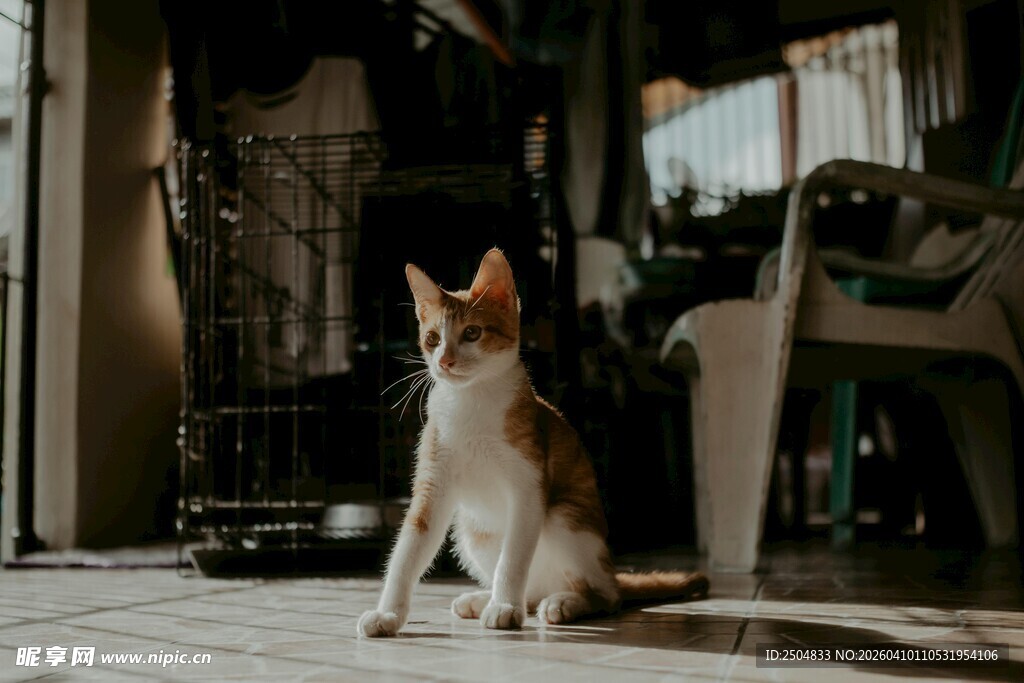 室内端坐的三色猫咪