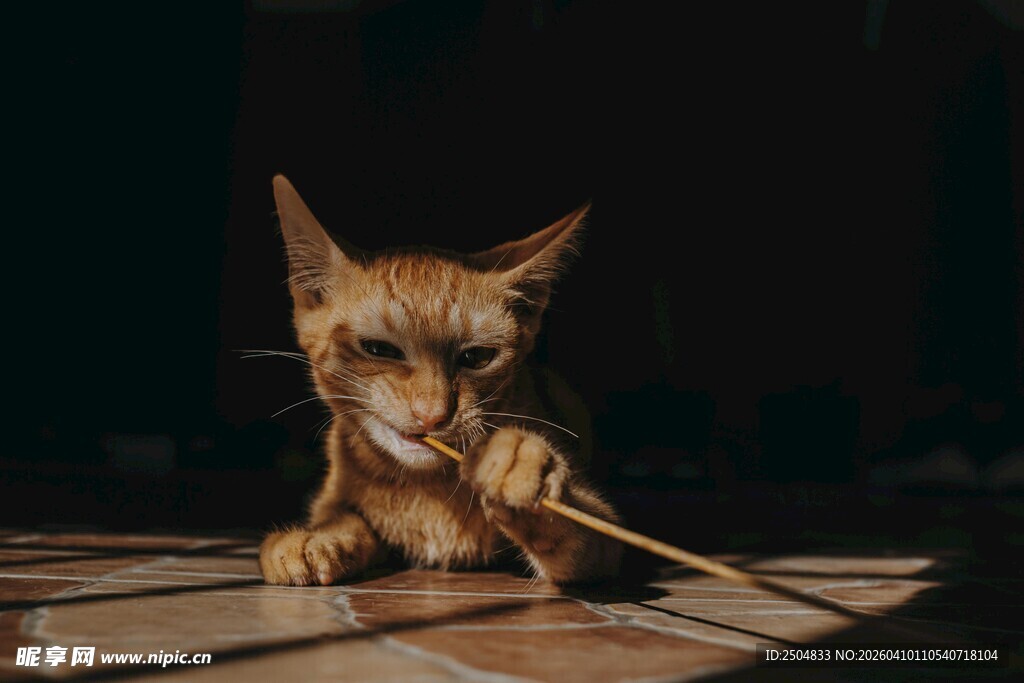 小猫专注玩逗猫棒