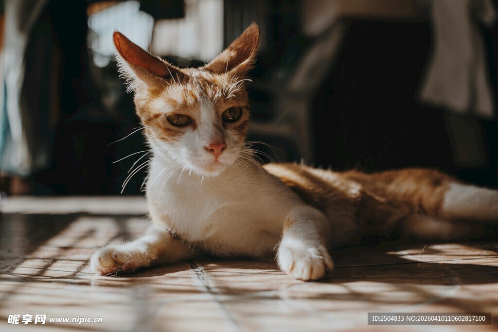 慵懒猫咪惬意趴地