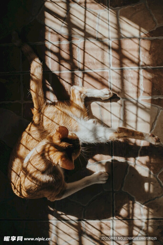 阳光下猫咪惬意躺卧