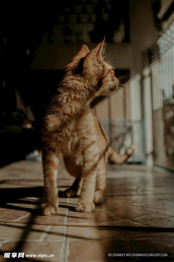 阳光下的猫咪