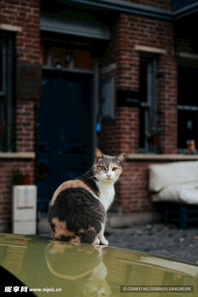 屋顶上的三色猫咪