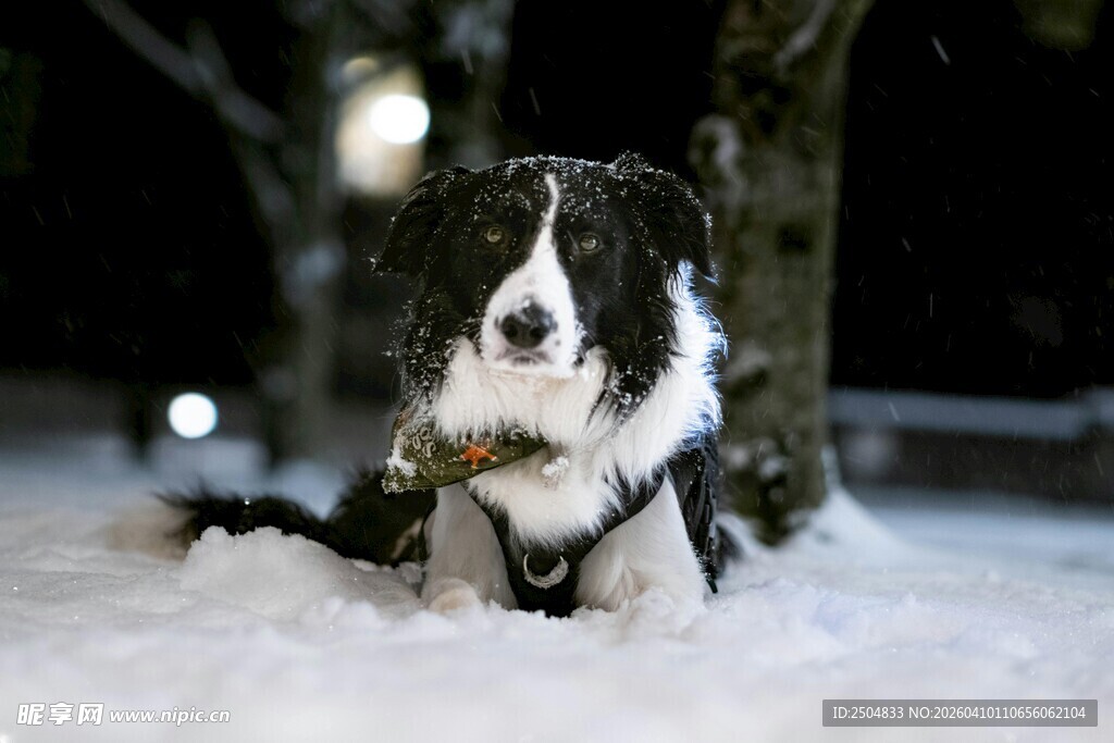 雪地中的帅气边牧
